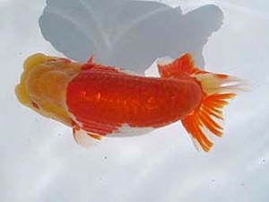 八戸らんちう会　取締二　安田光伸　青森市