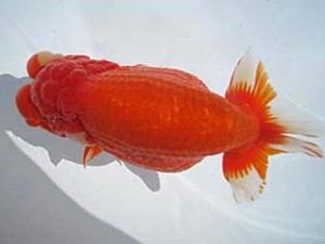 八戸らんちう会　東大関　和姫　安田光伸　青森市