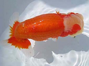 八戸らんちう会　西大関　真裕姫　須々田健之助　青森市