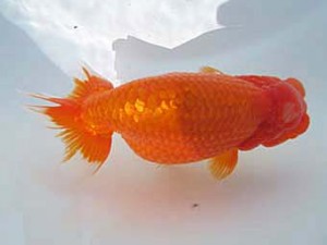 八戸らんちう会　立行司　春陽　増村文博　青森市