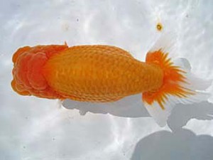 八戸らんちう会　取締一　有馬　優　青森市