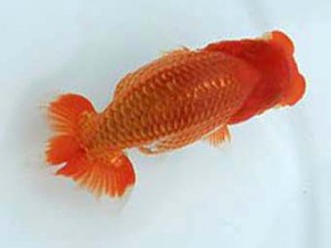 広島錦鱗会　東大関　呉　山崎勝彦