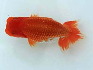 広島錦鱗会　西大関　福山　森田智洋