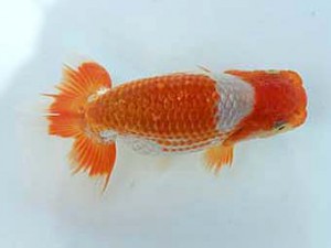 広島錦鱗会　立行司　下松　梅山典雄