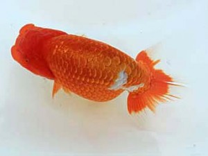 広島錦鱗会　東取締　玉野　田中茂規