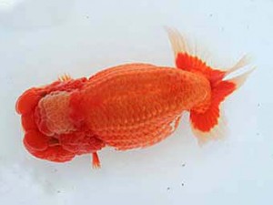 広島錦鱗会　西大関　山口　小川晄三朗