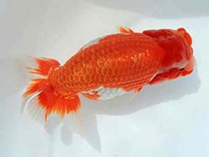 広島錦鱗会　立行司　広島　佐藤議隆