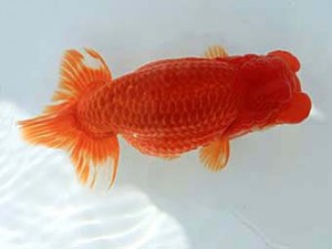 広島錦鱗会　西取締　倉敷　加藤弘志