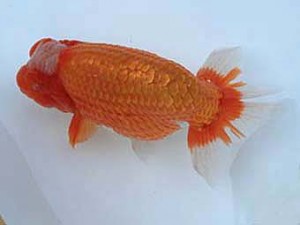 広島錦鱗会　西大関　広島　小田　靖