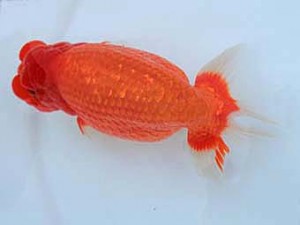 広島錦鱗会　立行司　下関　堀谷博之