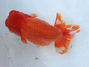 広島錦鱗会　西取締　岡山　田代史郎