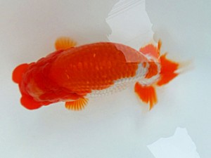 観魚会　第三回研究会　東大関　齋藤一成　練馬区