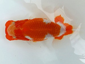 観魚会　第三回研究会　西大関　花田国昭　上尾市