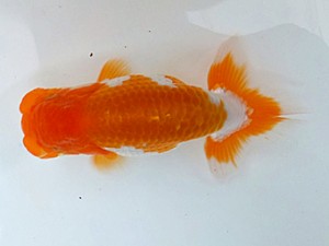 観魚会　第三回研究会　取締一　磯崎幸道　茨城県