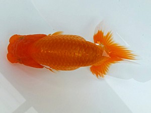 観魚会　第三回研究会　取締二　磯崎幸道　茨城県