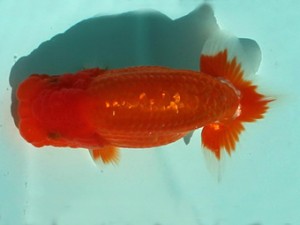 喜樂らんちう会　東大関　矢ヶ崎伸司　堀切