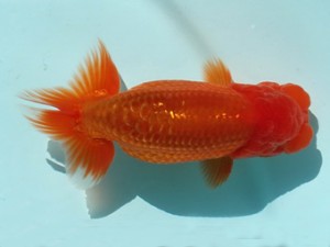 喜樂らんちう会　西大関　登嶋秀法　足立区