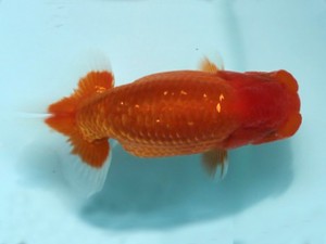 喜樂らんちう会　立行司　古鳥敏明　堀切