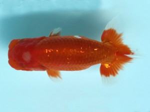 喜樂らんちう会　取締二　古鳥敏明　堀切