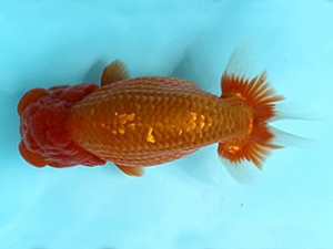 喜樂らんちう会　東大関　内田　實　草加市