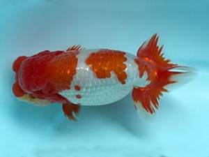 喜樂らんちう会　西大関　渡邉　裕　野田市