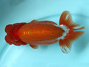 喜樂らんちう会　立行司　大澤孝行　吉川市