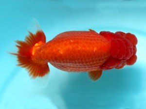 喜樂らんちう会　取締二　望月誠一　草加市