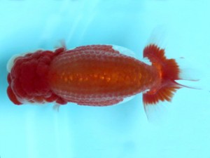 喜樂らんちう会　西大関　穂積　功　三郷市