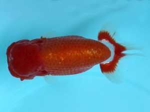 喜樂らんちう会　立行司　高津克人　武蔵野