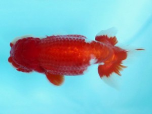 喜樂らんちう会　取締一　清水　健　さいたま市