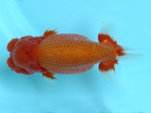 喜樂らんちう会　取締二　林　和明　足立区