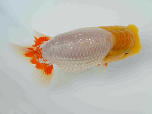 好鱗会　第三回研究会　第二位　加納力一
