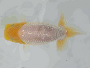 好鱗会　第三回研究会　第三位　須田友一郎
