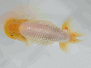 好鱗会　第三回研究会　第四位　須田友一郎