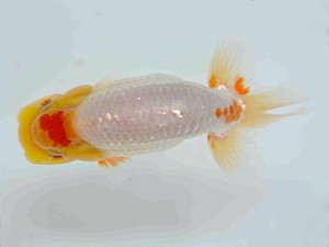 好鱗会　第三回研究会　第五位　佐野　勝