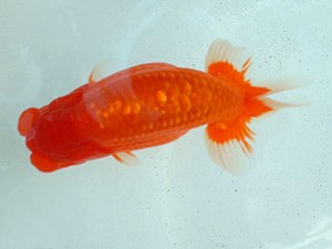 倉敷らんちゅう会　優等一席　大久保克己　倉敷