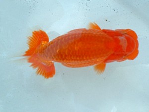 倉敷らんちゅう会　優等三席　奥迫賢二　福山