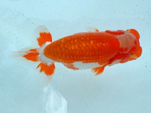 倉敷らんちゅう会　優等四席　岡田義則　広島