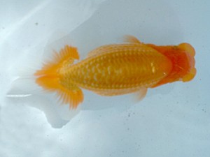 倉敷らんちゅう会　優等五席　内山敏男　周南