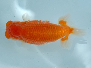 倉敷らんちゅう会　優等一席　中島健一郎　浅口