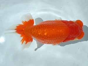 倉敷らんちゅう会　優等二席　梁原隆夫　倉敷