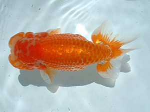 倉敷らんちゅう会　優等三席　梁原隆夫　倉敷