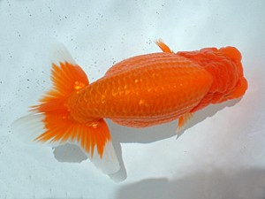 倉敷らんちゅう会　一等一席　大熊正人　倉敷