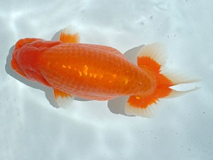 倉敷らんちゅう会　一等二席　木村太一　倉敷