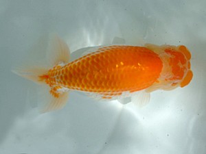 優等二席　中島健一郎　浅口