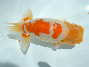 倉敷らんちゅう会　優等三席　中島健一郎　浅口