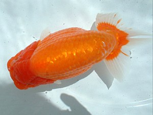 倉敷らんちゅう会　一等一席　八杉健次　福山