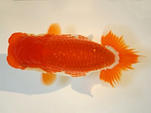 山形・宮城伊達らんちう会　東大関　梅津　敦　山形