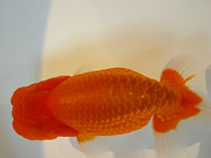 山形・宮城伊達らんちう会　立行司　梅津　敦　山形