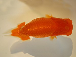 山形・宮城伊達らんちう会　取締一　大場普二　仙台市